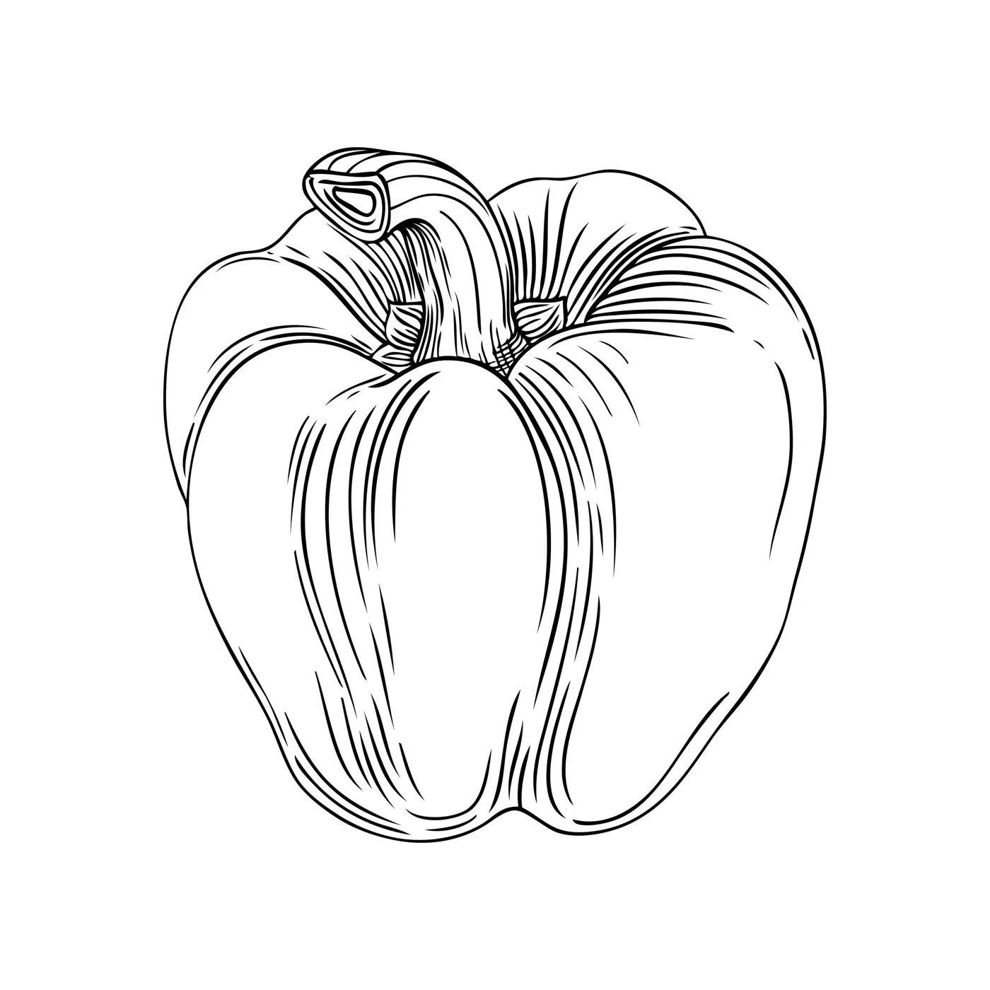 Fresh bell pepper outline. Hand-drawn Vegetable illustration. Healthy food plant line art. Vector drawing of raw cultivated sweet pepper. For grocery, markets, packaging, recipes, menus design. Illustration